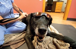 Laser cats – and dogs