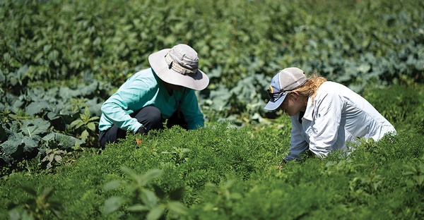 Farming out ideas