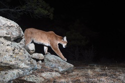 Lions in the midst