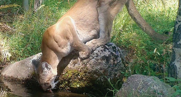 Preying on superstition
