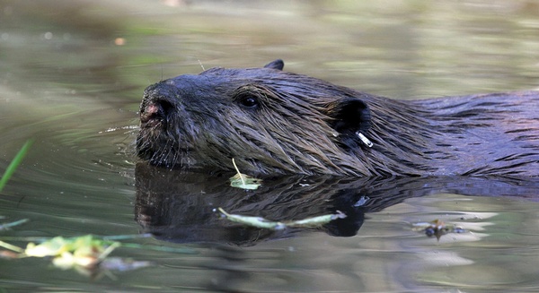 Leave it to beavers