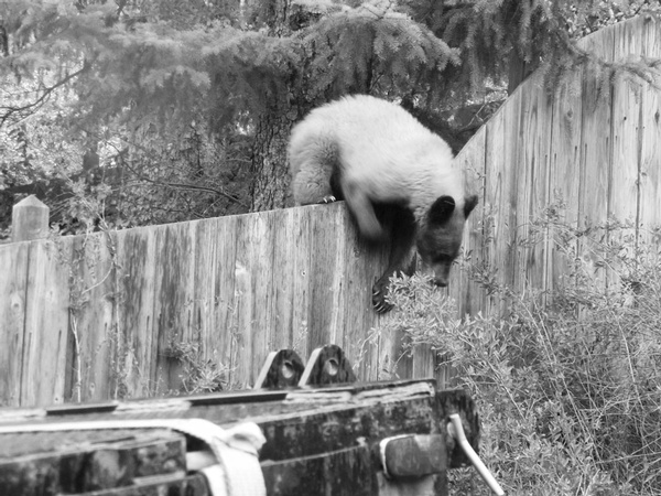 Bears out and about in Durango