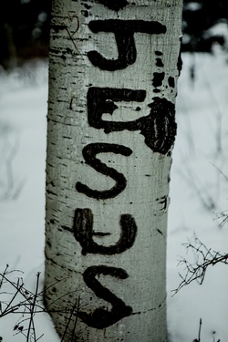 aspen3.jpg