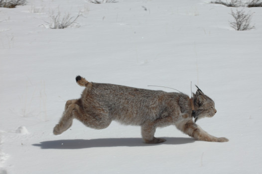 Purgatory lynx died of natural causes