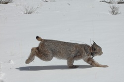 Purgatory lynx died of natural causes