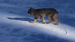 "Facebook" Lynx found dead at Purg on Sunday