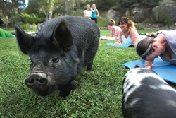 pigyoga16.jpg