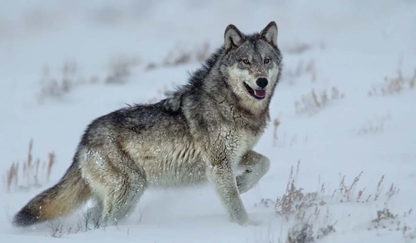 Wyoming reckoning