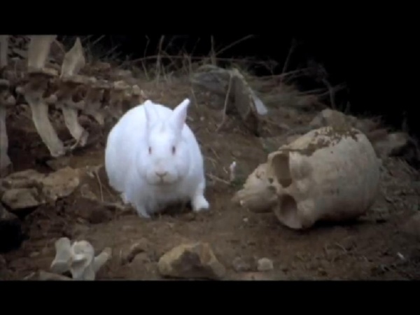 Rabbit support