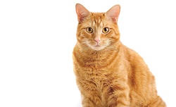Rainbow kitty litter surprise