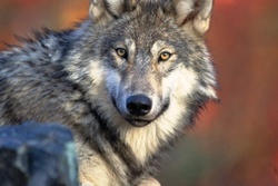 Canis lupus returnus