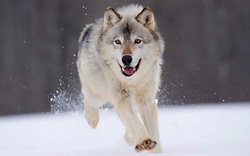 Call of the wild