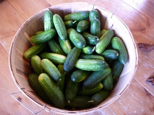 Time to get pickled