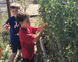 How the garden grows