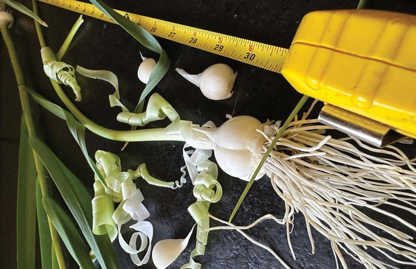 Garlic independence