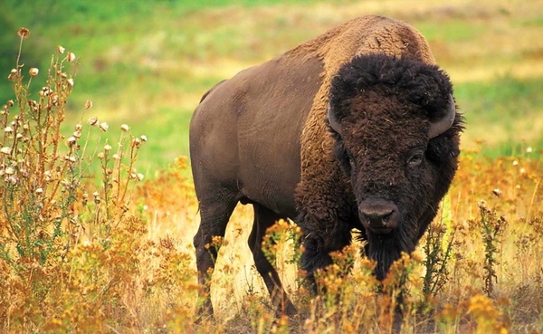 Where the buffalo roam