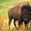 Where the buffalo roam