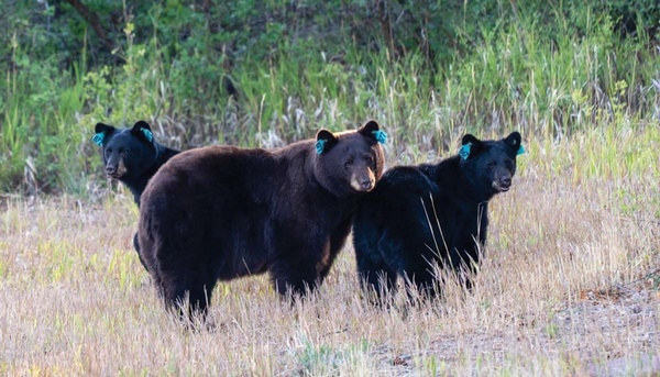 A bear of a year