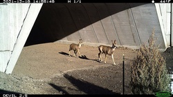 Bambi on board