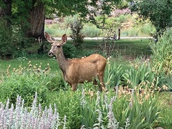 Deer, there, everywhere
