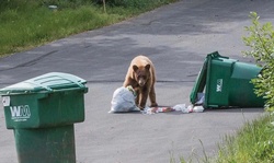Tougher on trash