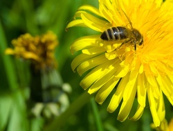 Don't worry, bee happy