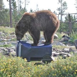 Bear necessities