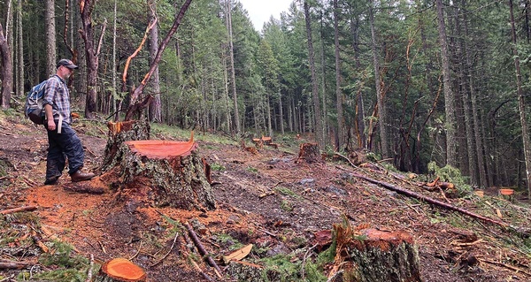 A clearcut case