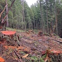 A clearcut case