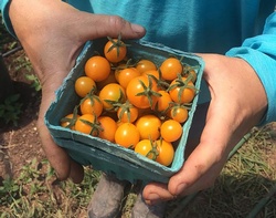 Slow Money for area farmers takes off