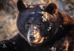 Bear necessities