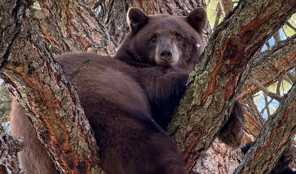 A bear of a year
