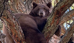 A bear of a year