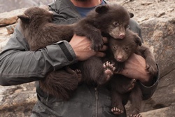 Bears in the hood