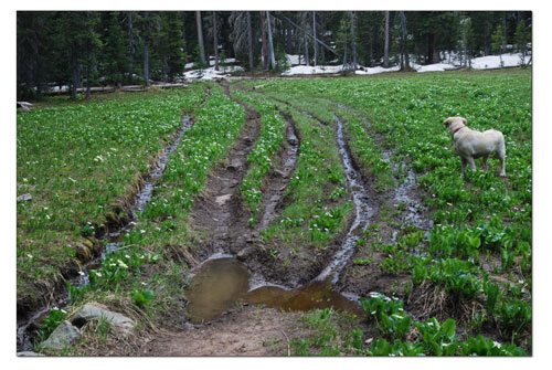 Making Tracks