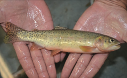 DNA test leads to discovery of San Juan cutthroat