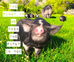 Pig zen