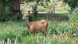 Living the wildlife