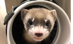 A ferret is born